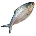 ইলিশ-মাছ-1500-gm-Chandpur-Fish