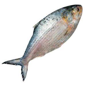 ইলিশ-মাছ-1500-gm-Chandpur-Fish