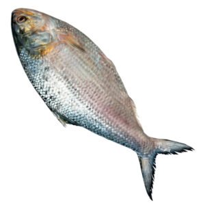 ইলিশ-মাছ-1800-gm-Chandpur-Fish