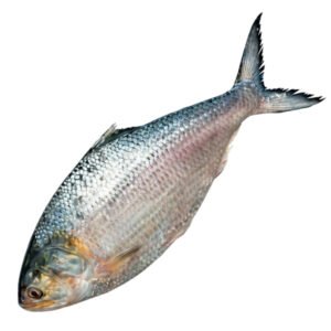 ইলিশ-মাছ-2500-gm-Chandpur-Fish