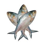 ইলিশ-মাছ-300-gm-Chandpur-Fish