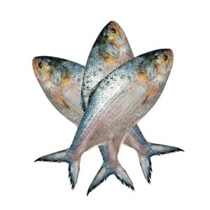 ইলিশ-মাছ-300-gm-Chandpur-Fish