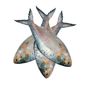 ইলিশ-মাছ-400-gm-Chandpur-Fish
