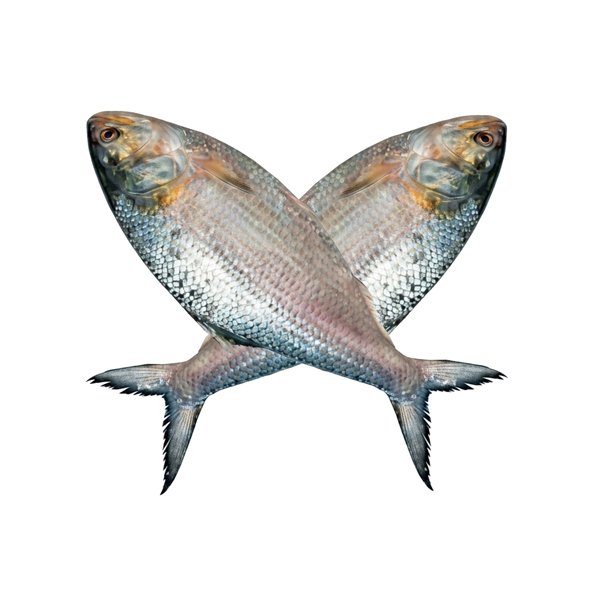 ইলিশ-মাছ-500-gm-Chandpur-Fish