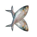 ইলিশ-মাছ-600-gm-Chandpur-Fish