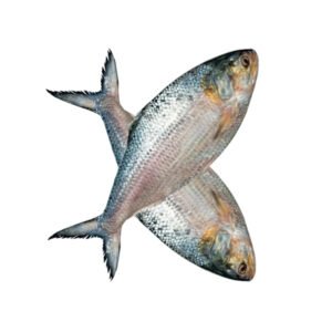 ইলিশ-মাছ-600-gm-Chandpur-Fish