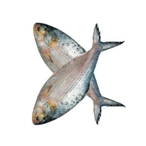 ইলিশ-মাছ-700-gm-Chandpur-Fish
