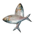 ইলিশ-মাছ-800-gm-Chandpur-Fish