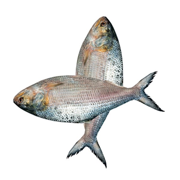 ইলিশ-মাছ-800-gm-Chandpur-Fish
