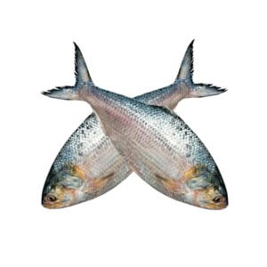 ইলিশ-মাছ-900-gm-Chandpur-Fish