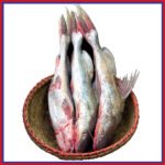 নদীর-আইড়-1-3-kg-Chandpur-Fish