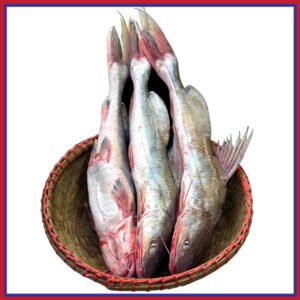 নদীর-আইড়-1-3-kg-Chandpur-Fish