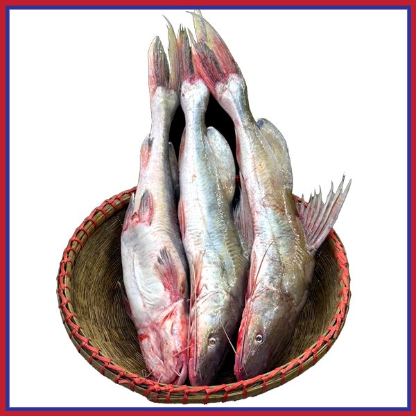 নদীর-আইড়-1-3-kg-Chandpur-Fish