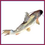 নদীর-আইড়-6-10-kg-Chandpur-Fish