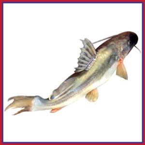 নদীর-আইড়-6-10-kg-Chandpur-Fish