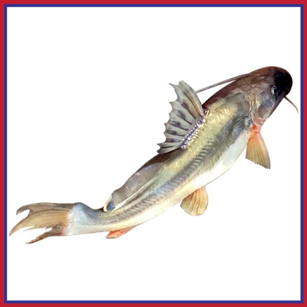 নদীর-আইড়-6-10-kg-Chandpur-Fish
