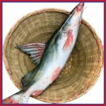 নদীর-আইড়-মাছ-10-15-kg-Chandpur-Fish