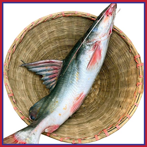 নদীর-আইড়-মাছ-10-15-kg-Chandpur-Fish