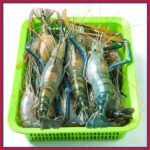 নদীর-চিংড়ী-মাছ-১০-১২-পিস-কেজি-Chandpur-Fish