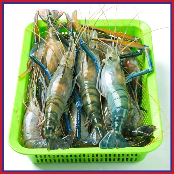 নদীর-চিংড়ী-মাছ-১০-১২-পিস-কেজি-Chandpur-Fish