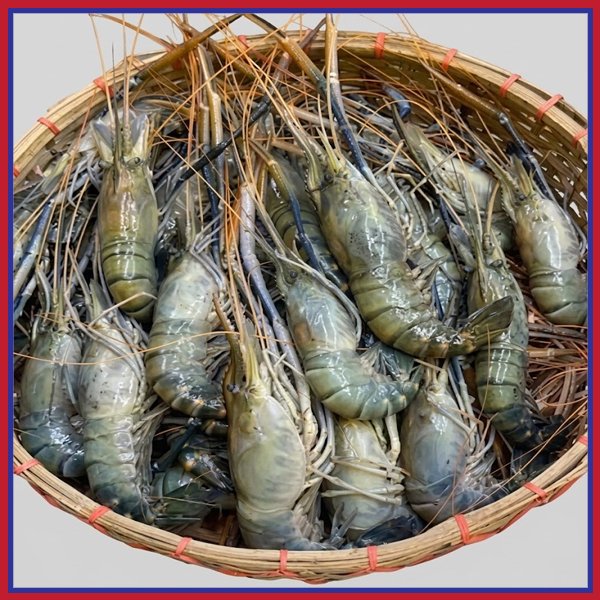 নদীর-চিংড়ী-মাছ-১৫-১৬-পিস-কেজি-Chandpur-Fish
