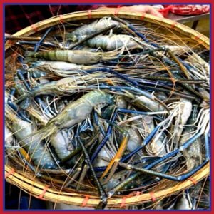 নদীর-চিংড়ী-মাছ-১৮-২০-পিস-কেজি-Chandpur-Fish
