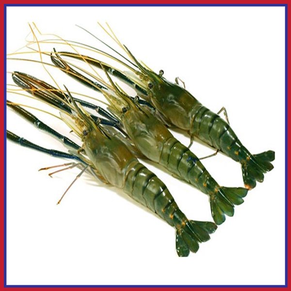 নদীর-চিংড়ী-মাছ-৩-৫-পিস-কেজি-Chandpur-Fish