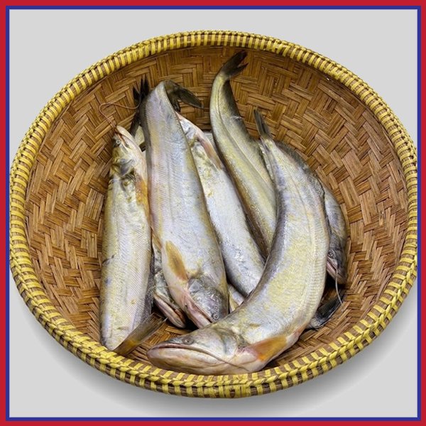 নদীর-বোয়াল-মাছ-৩-৫-কেজি-Chandpur-Fish