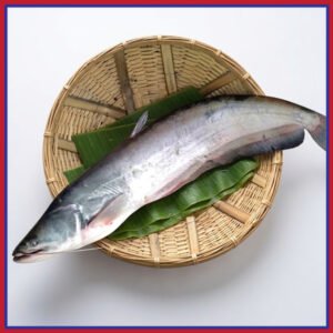 নদীর-বোয়াল-মাছ-৮-১২-কেজি-Chandpur-Fish