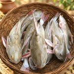 নদীর-রিটা-মাছ-৭০০-১০০০-গ্রাম-Chandpur-Fish