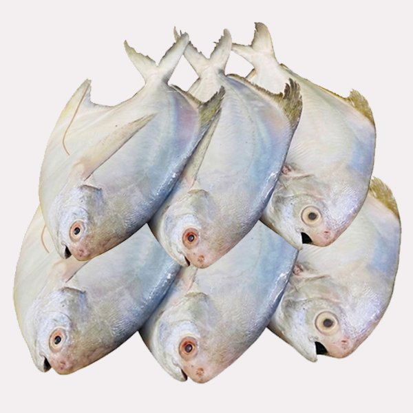 রুপচাঁদা-5-7-টায়-কেজি-Chandpur-Fish-1