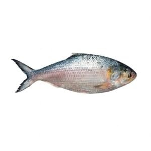 Chandpur-Fish-1200-gm-Hilsa