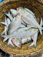 ইলিশ  ১০০০-১২০০ গ্রাম - Image 2