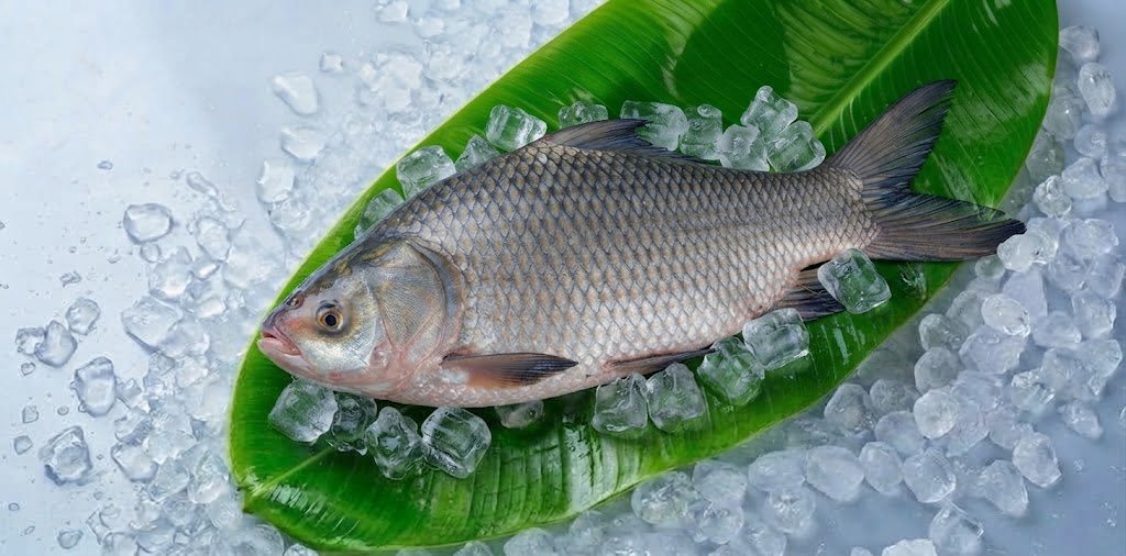 কাতল-মাছ-ব্যানার