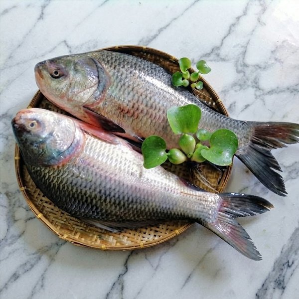 নদীর-কাতল-৩-৫-Chandpur-Fish