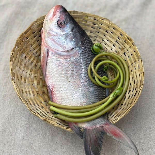 নদীর-কাতল-৫-১০-Chandpur-Fish