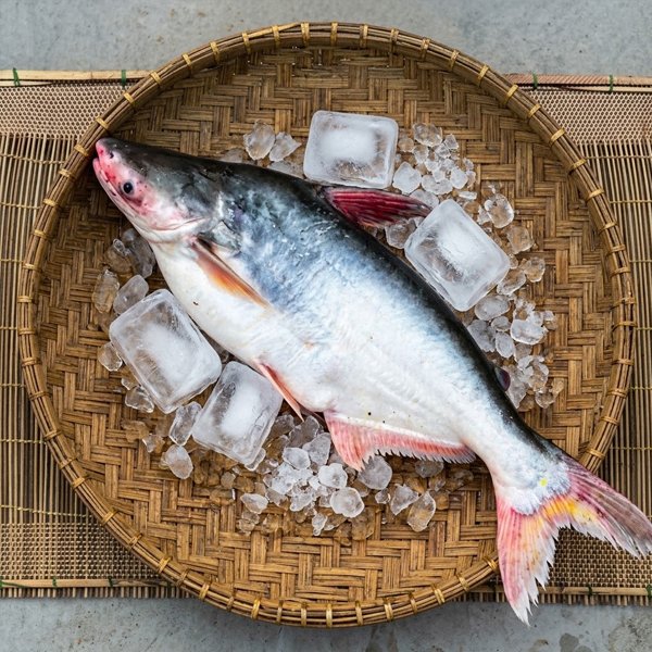 নদীর-পাঙ্গাস-১৫-২৫-Chandpur-Fish