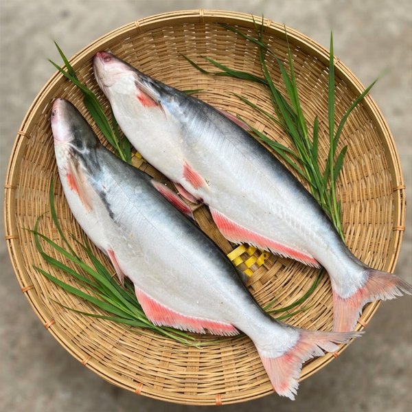 নদীর-পাঙ্গাস-৩-৫-Chandpur-Fish