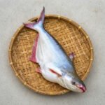 নদীর-পাঙ্গাস-৫-১০-Chandpur-Fish