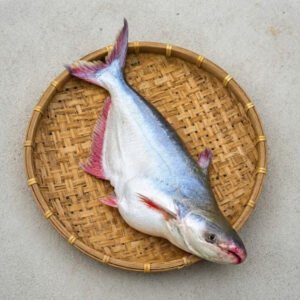 নদীর-পাঙ্গাস-৫-১০-Chandpur-Fish