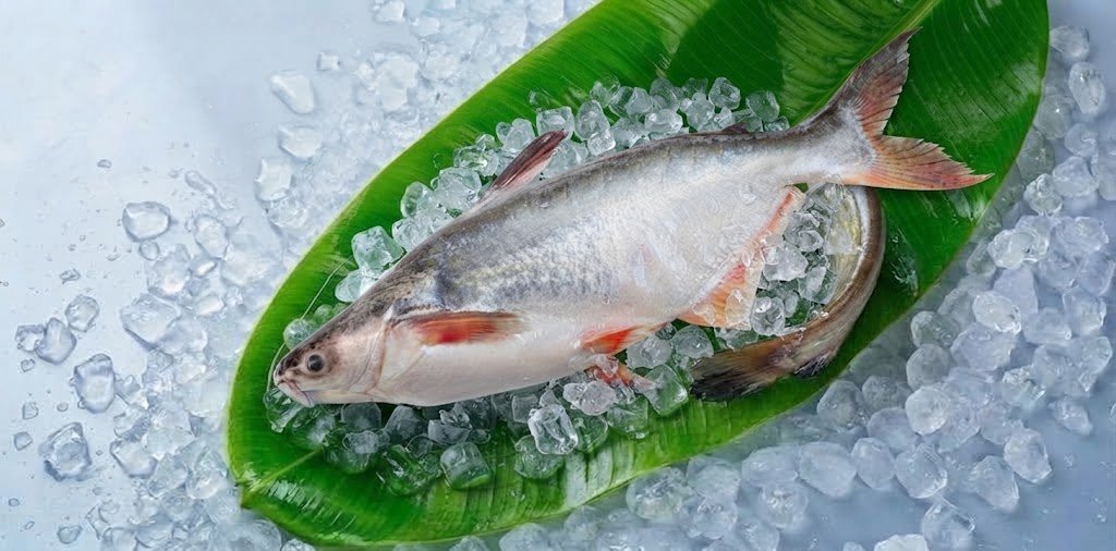 পাঙ্গাস-মাছ-ব্যানার